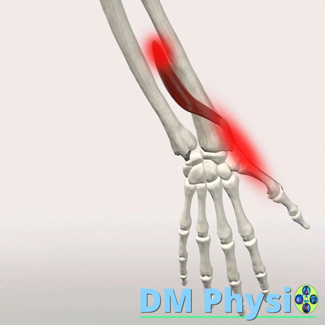 Изображение на мускулите на палеца